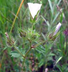 Malvalthaea transcaucasica