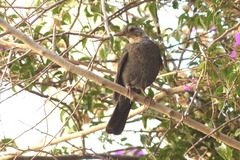 Turdus merula