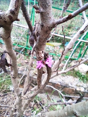 Cercis chinensis