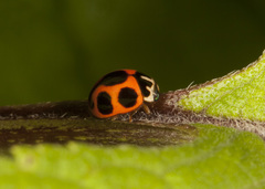 Brachiacantha lepida