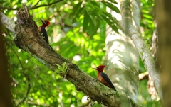 Campephilus rubricollis