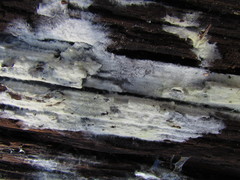 Tomentellopsis echinospora