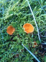 Neottiella