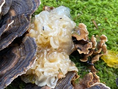 Phaeotremella foliacea