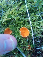 Neottiella
