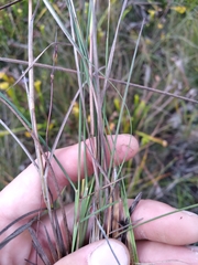 Andropogon gyrans
