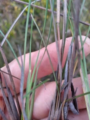 Andropogon gyrans