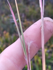 Andropogon gyrans