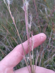 Andropogon longiberbis