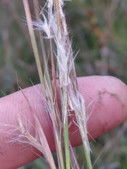 Andropogon longiberbis