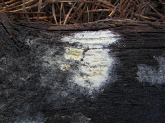 Tomentellopsis echinospora