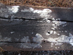 Tomentellopsis echinospora