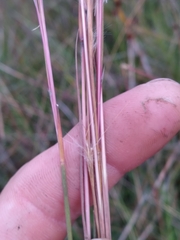 Andropogon longiberbis