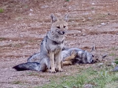 Lycalopex
