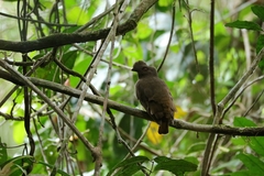Rupicola rupicola