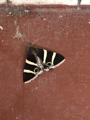 Grammodes ocellata