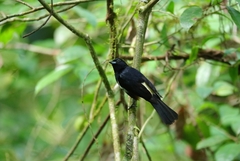 Tachyphonus surinamus