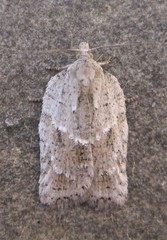 Acleris placidana