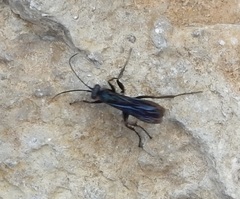 Anoplius depressipes