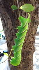 Manduca rustica rustica