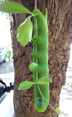 Manduca rustica rustica