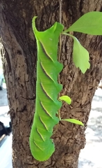 Manduca rustica rustica