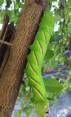 Manduca rustica rustica