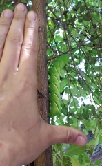 Manduca rustica rustica