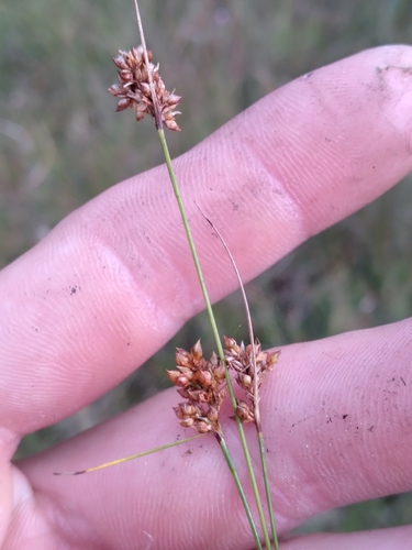 Image of Rhynchospora marliniana by (c) Scott Ward, some rights reserved (CC BY)