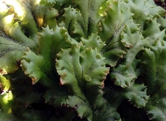 Marchantia polymorpha ruderalis