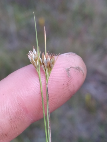 Image of Rhynchospora macra by (c) Scott Ward, some rights reserved (CC BY)