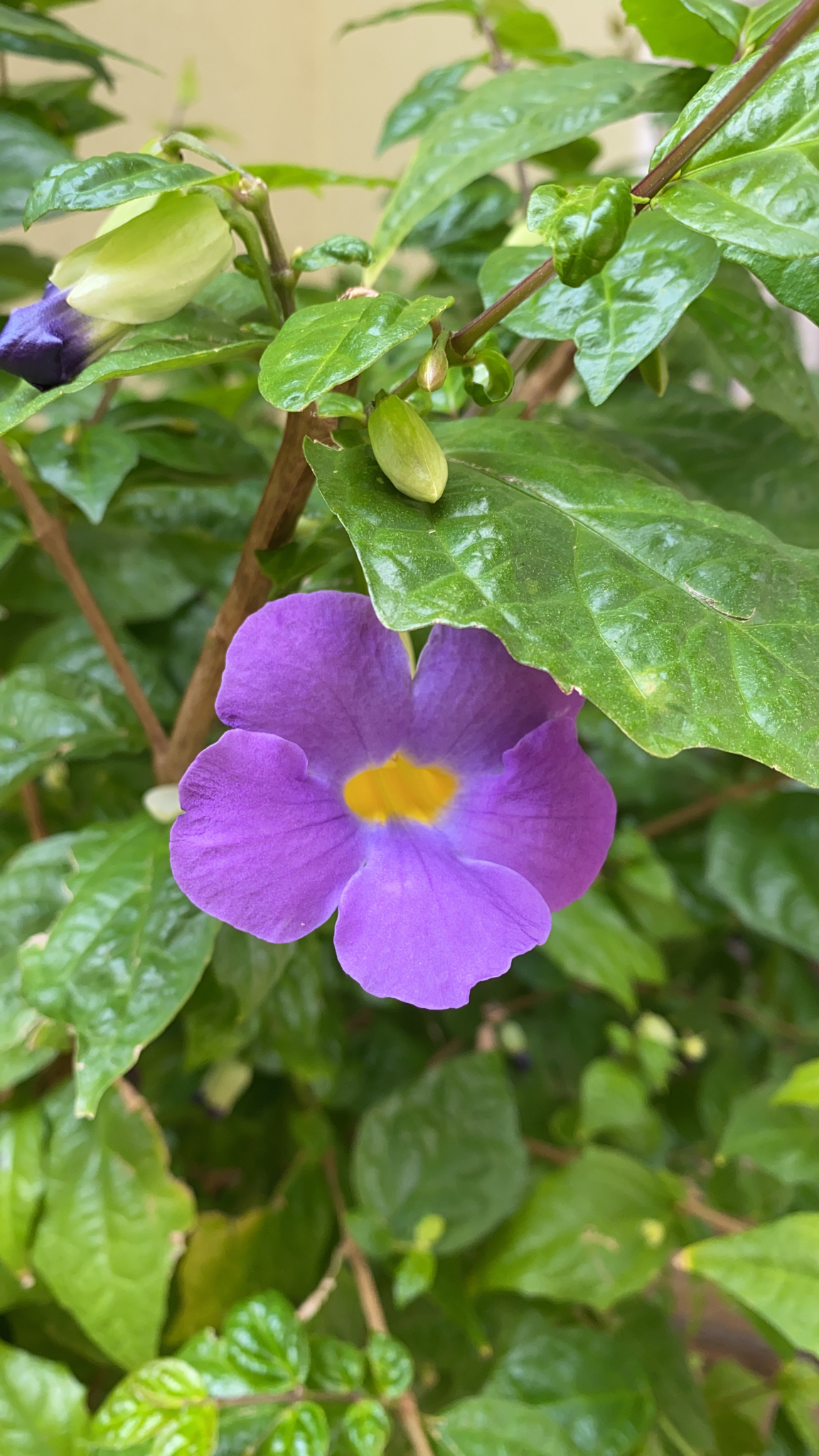 Thunbergia erecta