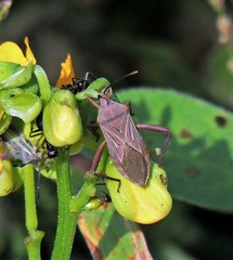 Athaumastus haematicus