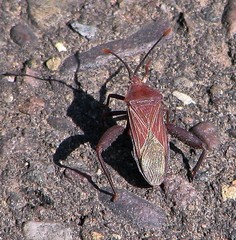 Athaumastus haematicus