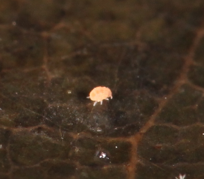 Megalothorax minimus V.Willem, 1900