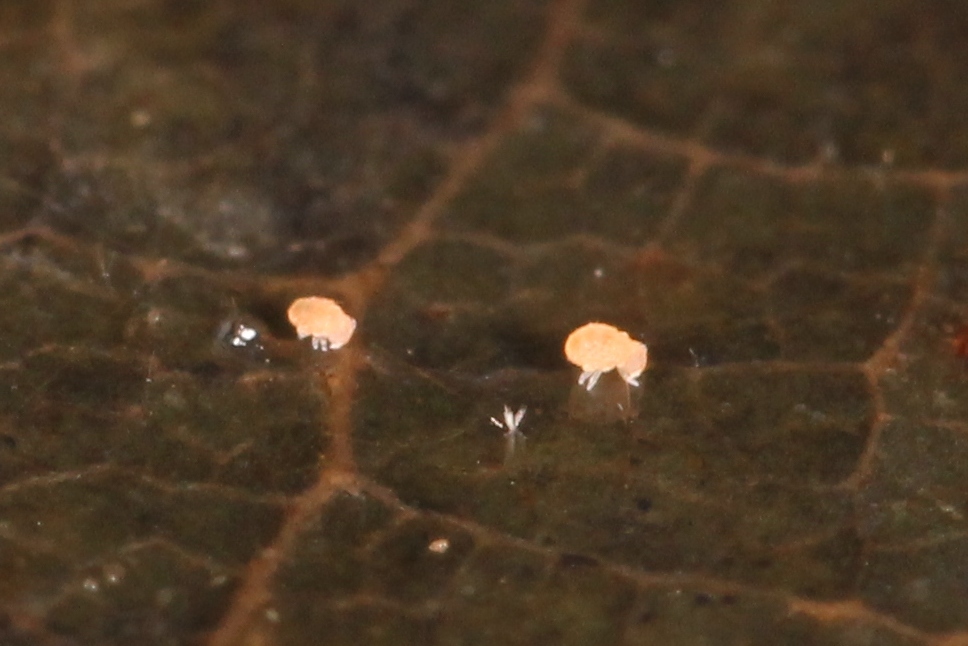 Megalothorax minimus V.Willem, 1900