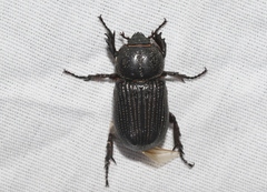 Hemiphileurus illatus
