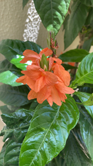 Crossandra infundibuliformis