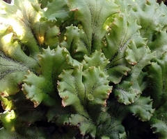 Marchantia polymorpha ruderalis