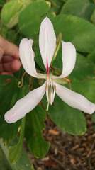 Bauhinia purpurea