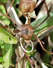 Leptoglossus concaviusculus