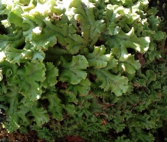 Marchantia polymorpha ruderalis