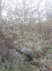 Hippophae rhamnoides