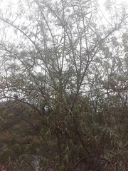 Hippophae rhamnoides