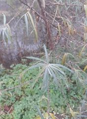 Hippophae rhamnoides