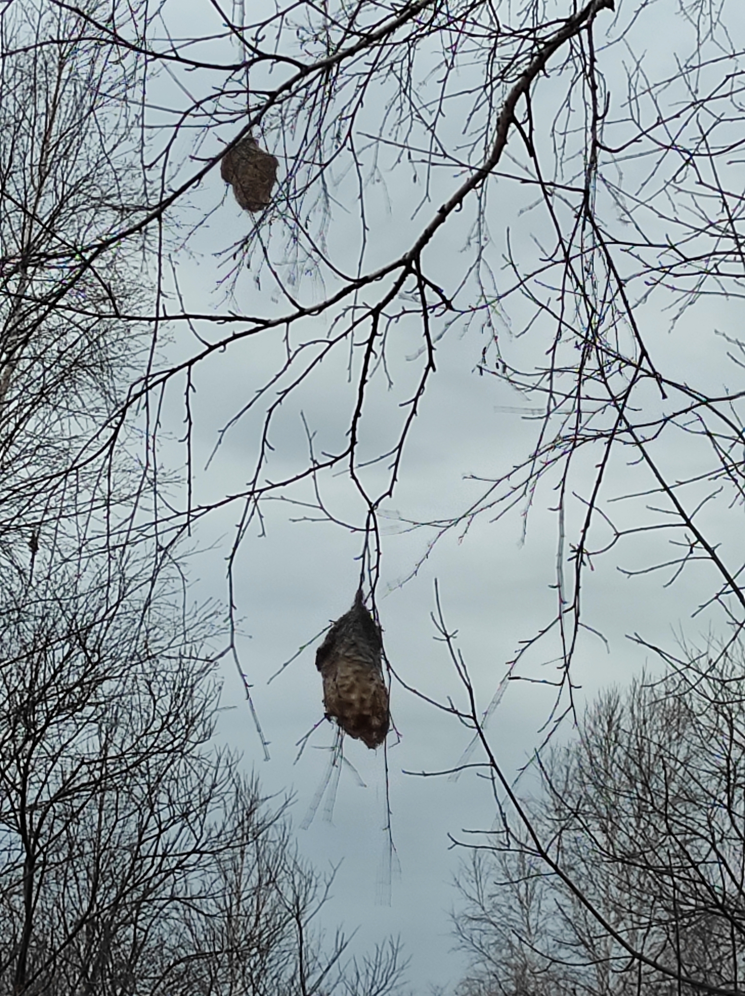 Eurasian Penduline Tit
