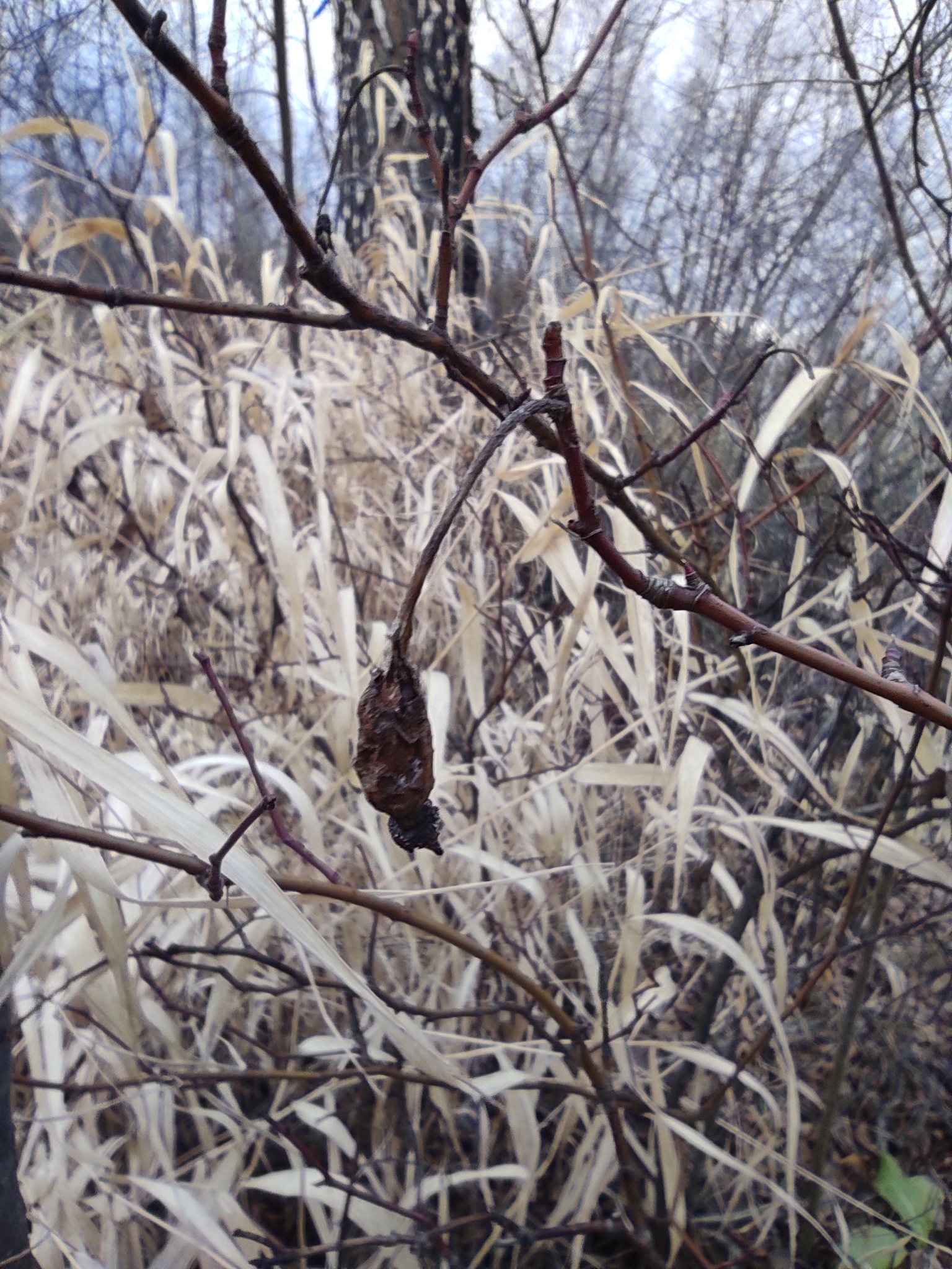 Eurasian Penduline Tit