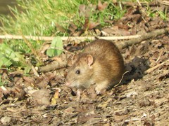 Rattus norvegicus