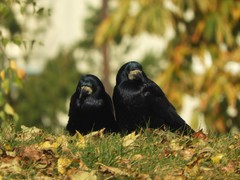 Corvus frugilegus