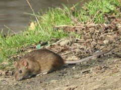 Rattus norvegicus